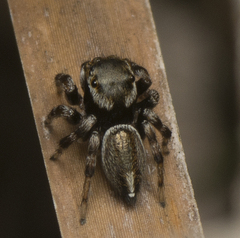 Maratus scutulatus