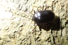 Tenebrionidae
