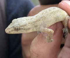 Gekkota