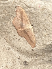 Scopula imitaria