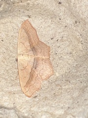 Scopula imitaria