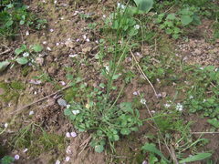 Cardamine hirsuta