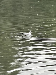 Chroicocephalus ridibundus