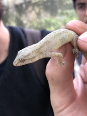 Gekkota