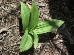 Veratrum