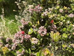 Metrosideros polymorpha