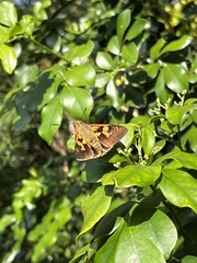 Trapezites symmomus