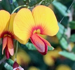 Bossiaea cinerea