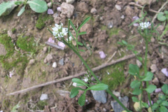 Cardamine hirsuta