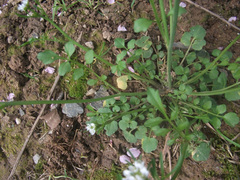 Cardamine hirsuta