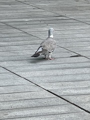 Columba palumbus