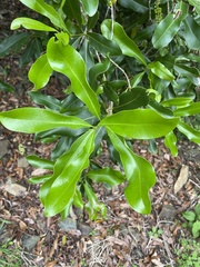 Macadamia integrifolia