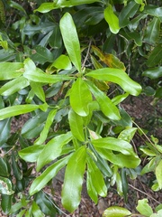 Macadamia integrifolia