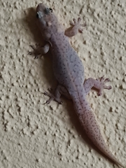 Gehyra purpurascens