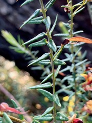 Bossiaea cinerea