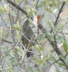 Chalcomitra senegalensis