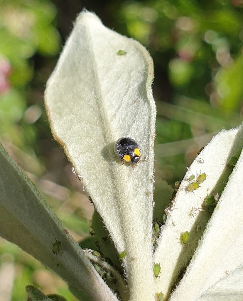 Yellowshouldered Ladybird from Glendowie, Auckland, New Zealand on