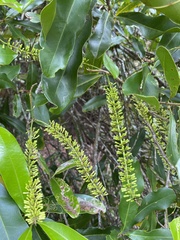 Macadamia integrifolia