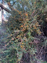 Bossiaea cinerea