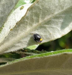 Apolinus lividigaster