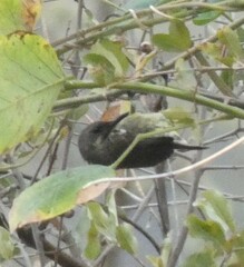 Chalcomitra senegalensis