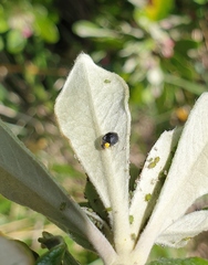 Apolinus lividigaster