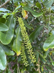 Macadamia integrifolia