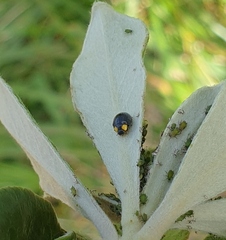 Apolinus lividigaster