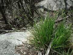 Carex pisiformis