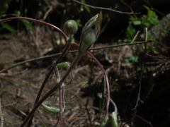 Clematis patens