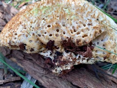 Laetiporus portentosus