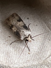 Agrotis puta