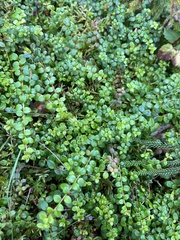 Gaultheria hispidula