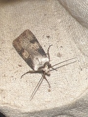 Agrotis puta
