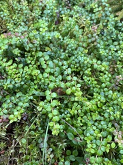 Gaultheria hispidula