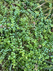 Gaultheria hispidula