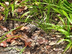 Aspidoscelis sexlineatus