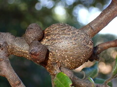 Dryocosmus asymmetricus