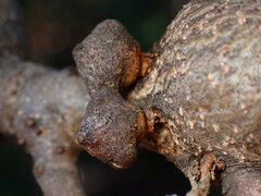 Dryocosmus asymmetricus