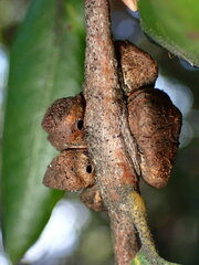 Disholandricus chrysolepidis