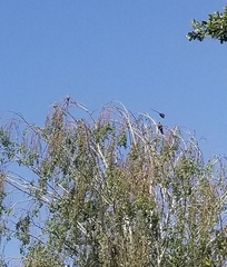 Corythaixoides concolor