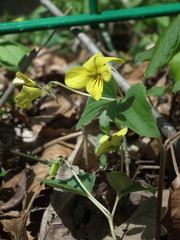 Viola orientalis