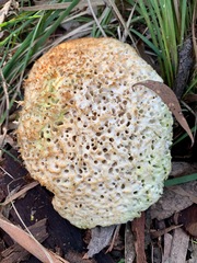 Laetiporus portentosus