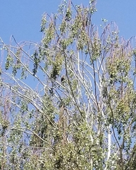 Corythaixoides concolor