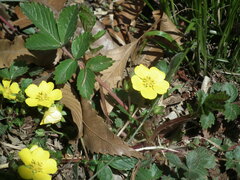 Potentilla fragarioides
