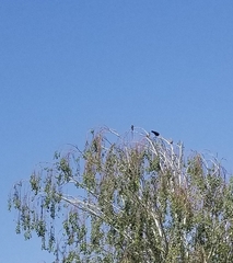 Corythaixoides concolor