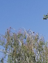 Corythaixoides concolor