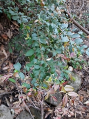 Backhousia myrtifolia