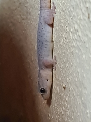 Gehyra purpurascens