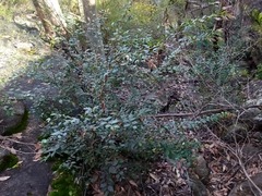 Backhousia myrtifolia